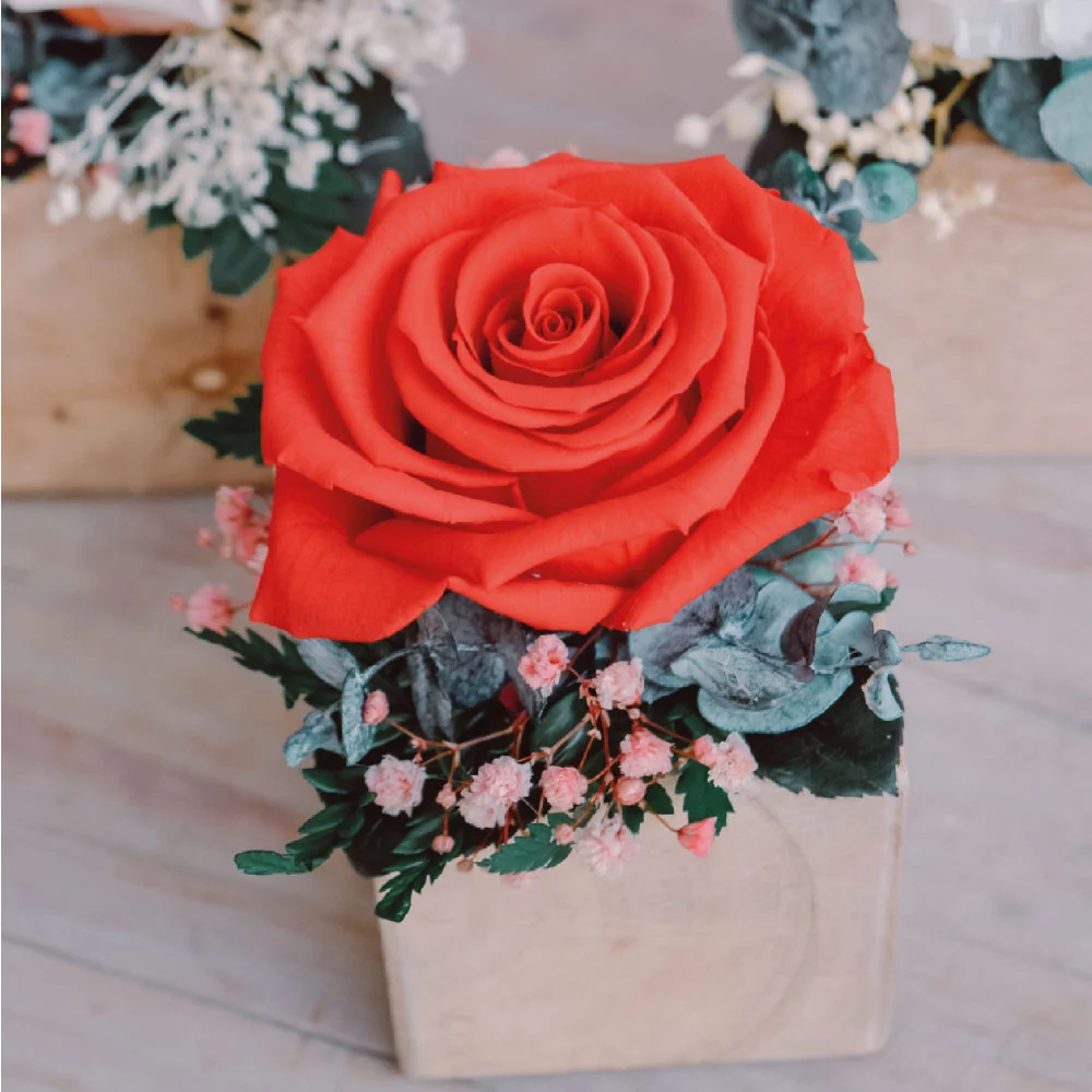 Elisa Preservado - Imagen 4