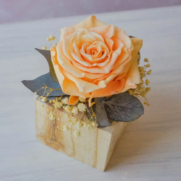 Elisa Preservado - Imagen 8